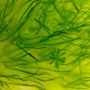 Nghiên cứu về Tảo xoắn Spirulina