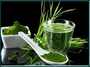 Tác dụng thanh mát của tảo xoắn tươi Spirulina